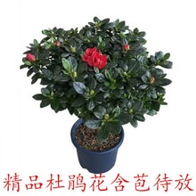 杜鹃盆栽【带花苞发货】杜鹃花四季开花室内植物绿植亚马逊独立站