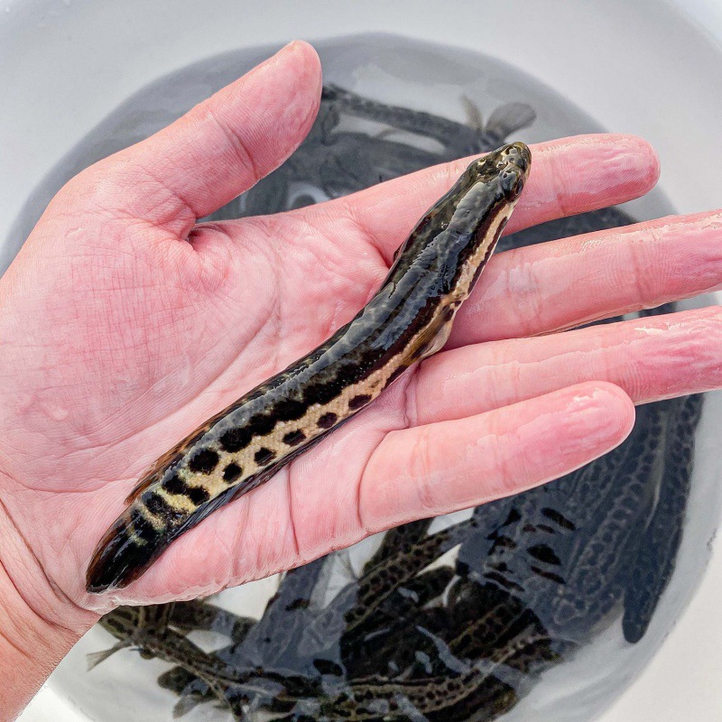 大品种黑鱼苗生鱼苗乌鱼乌鳢鱼苗草鱼苗养殖观赏鱼大型淡水鱼包活