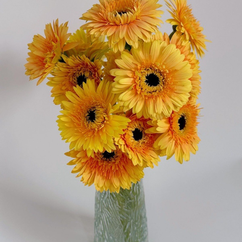 非洲菊扶郎花太阳花鲜花拉丝弗朗花室内鲜花混搭水培花卉水养包邮