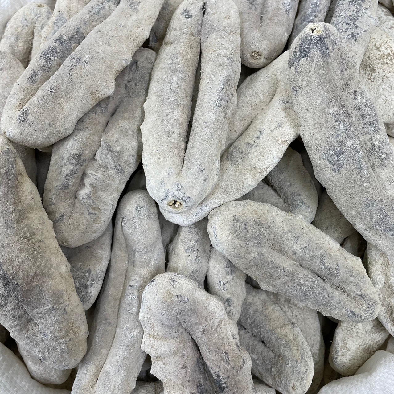 渠道直销猪婆参乌石参白石海参白猪婆 海味干货3一4头5一6头