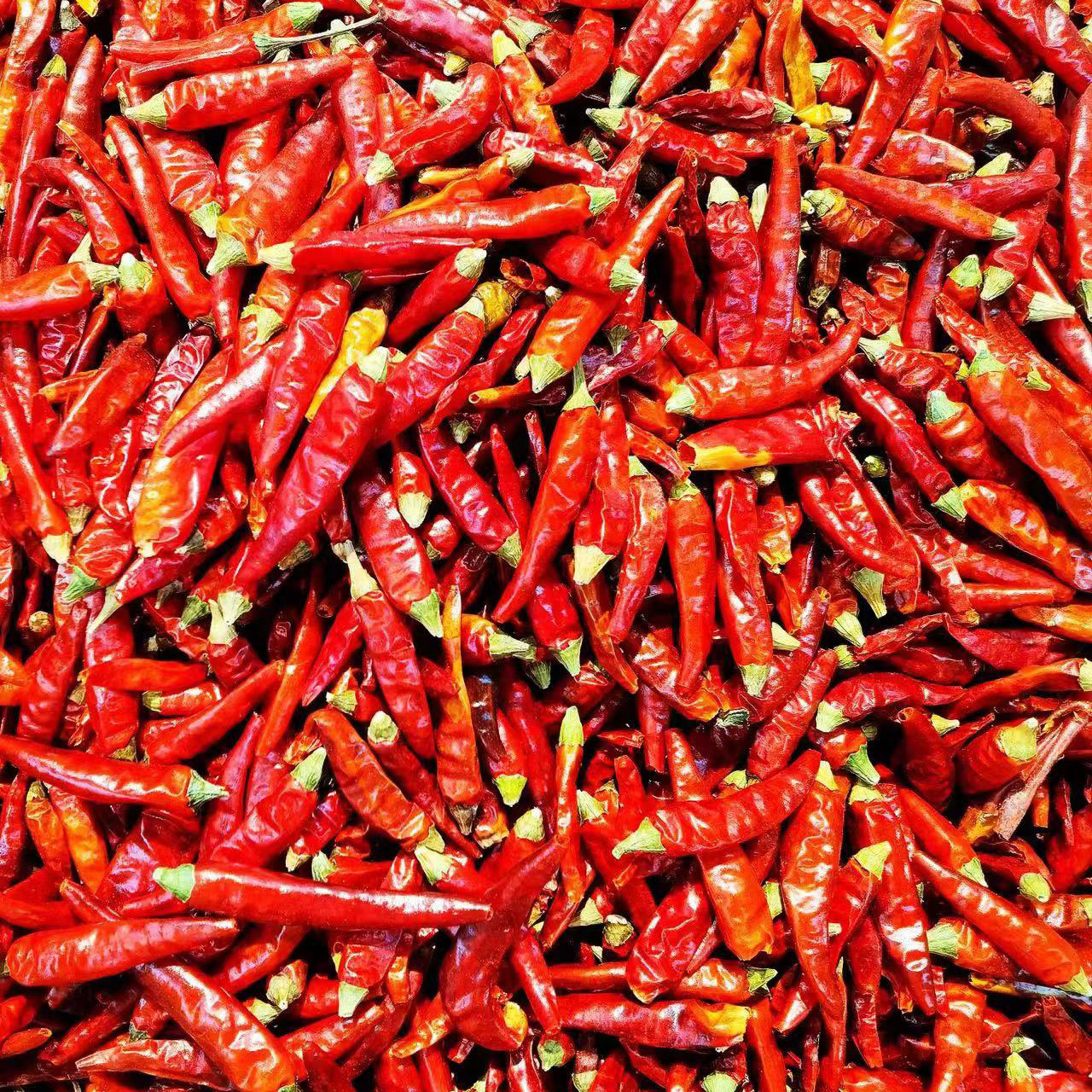 2022年产地直发新鲜朝天椒干辣椒特辣鲜椒红辣椒调味料辣椒包邮