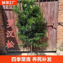 罗汉松树苗盆景小叶雀舌室外庭院盆栽地栽大造型树桩绿化植物阳台