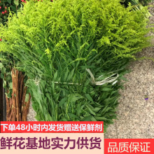 云南昆明直发黄莺配草鲜花配花搭配黄莺草批发基地直批一扎20支