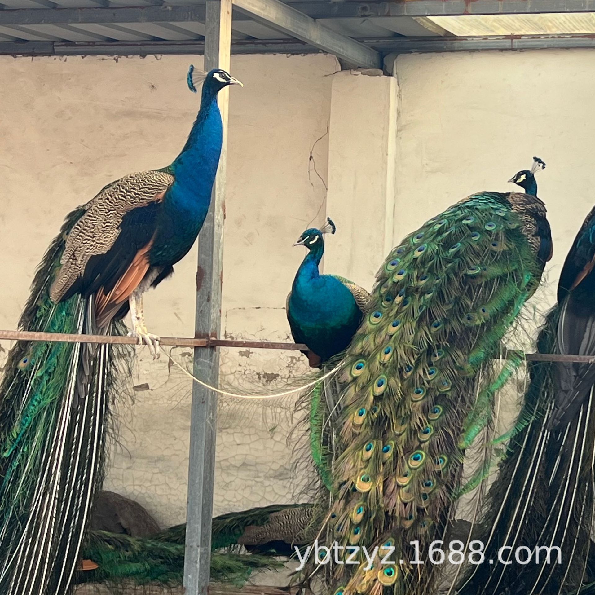 孔雀活体公孔雀孔雀开屏母孔雀成年商品孔雀孔雀公母一对幼苗脱温