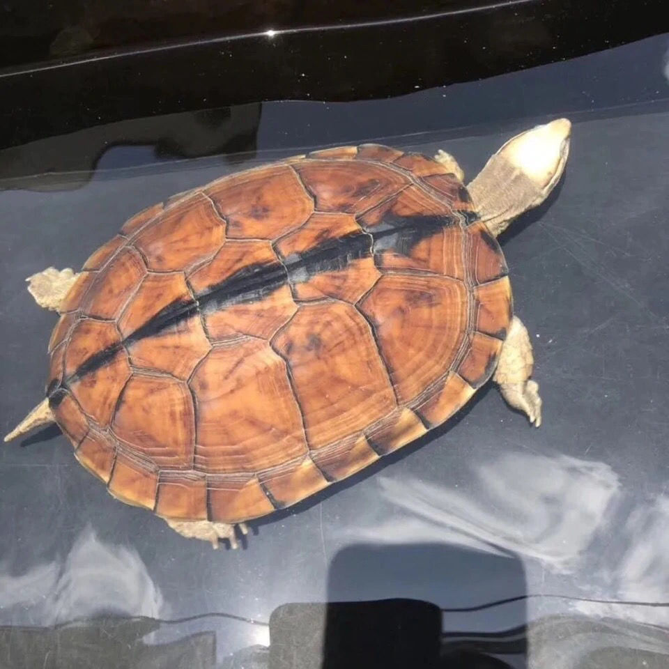 正宗石金钱龟南石龟宠物观赏龟饲料正宗石金钱龟南石龟宠物观赏龟