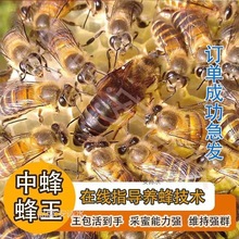 意蜂蜂群工蜂中蜂蜂群蜜蜂王种王蜜蜂活蜂王中蜂群蜜蜂中蜂活 群