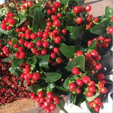 火龙珠鲜花云南基地直发红豆相思豆速递同城家用水养花昆明七夕节