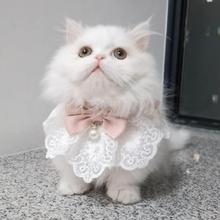 宠物猫咪衣服秋装仙女布偶猫秋季小猫幼猫秋天裙子装饰品秋冬装扮