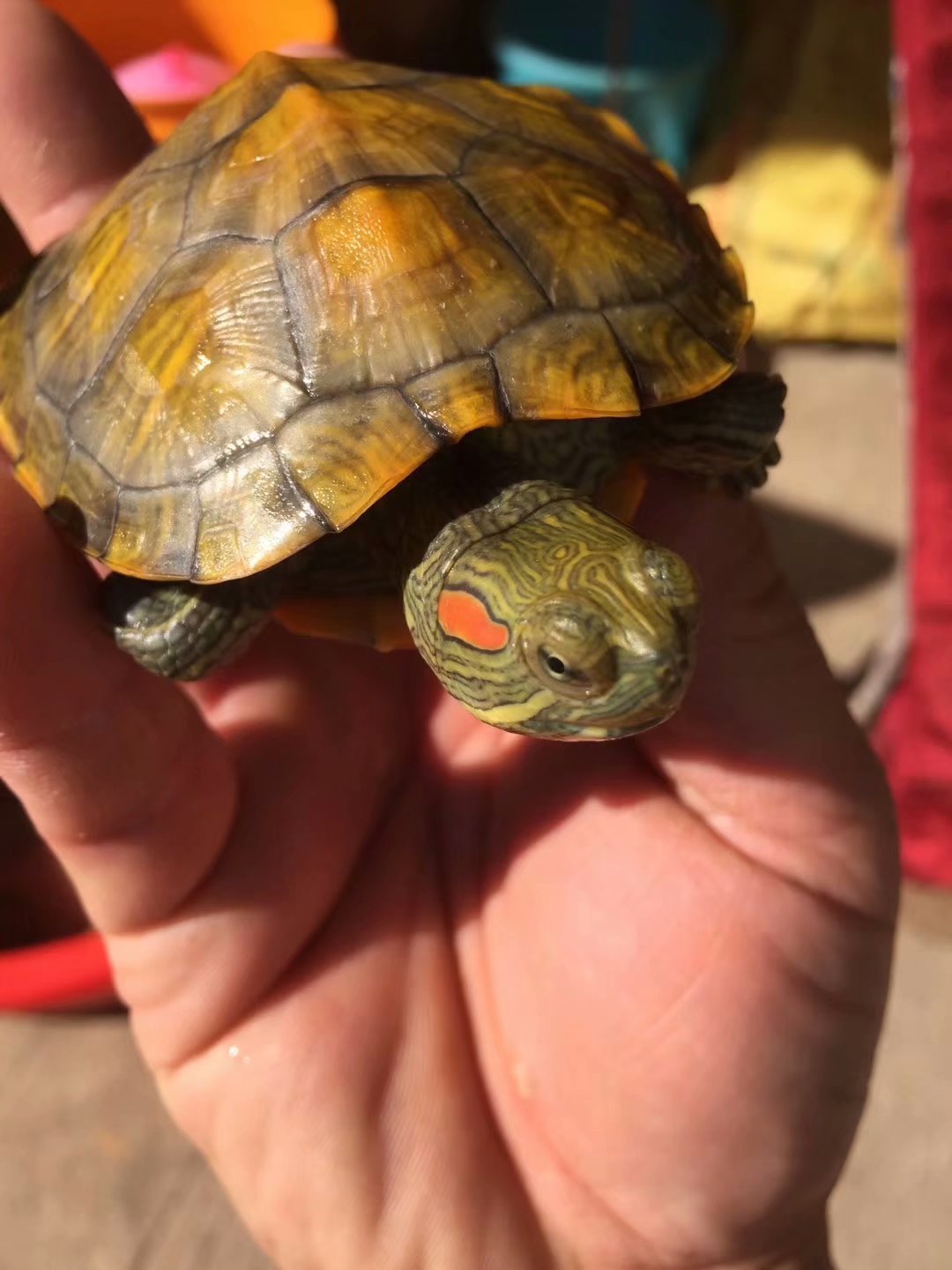 深水乌龟大巴西龟放生稀有观赏宠物龟苗黄金招财活体彩金钱龟批发
