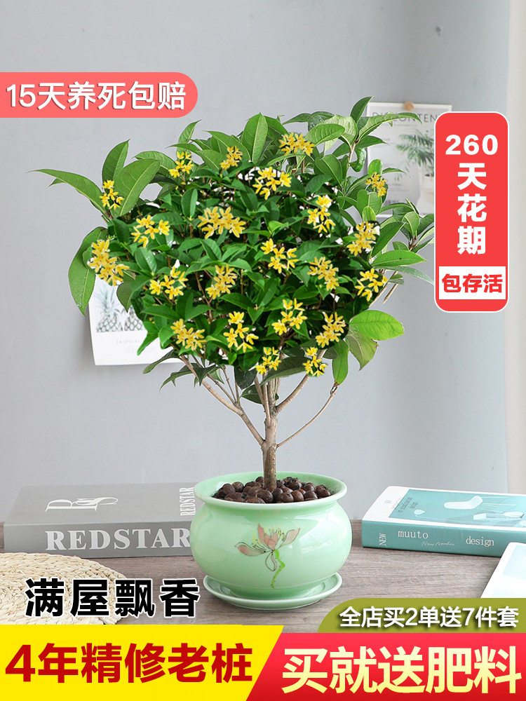 桂花树苗盆栽植物室内外花卉四季开花浓香好养阳台小绿植盆景月桂