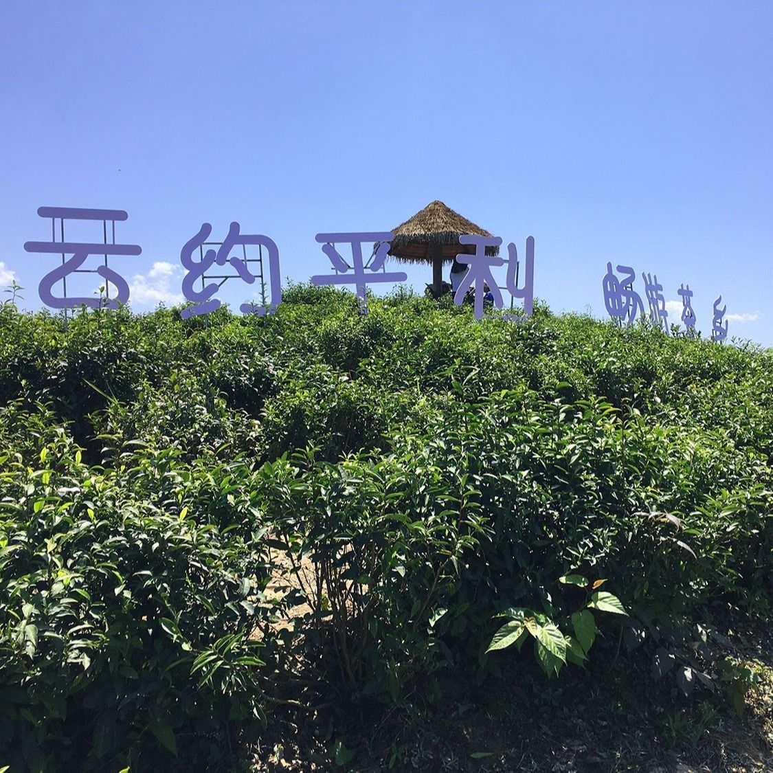 2022新茶  平利女娲茶  富硒毛尖绿茶  浓香型茶叶  散装500克