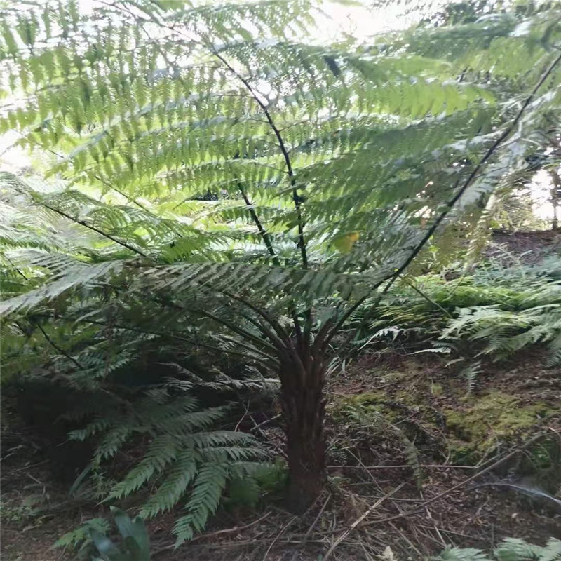 基地批发蕨类植物桫椤树苗人工培育树蕨笔筒树蛇木苗别墅庭院绿植