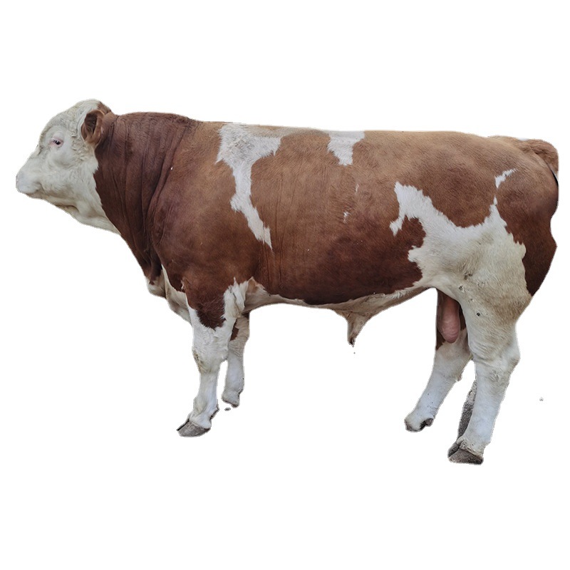 200西门塔尔牛-200西门塔尔牛厂家,品牌,图片,热帖-阿里巴巴