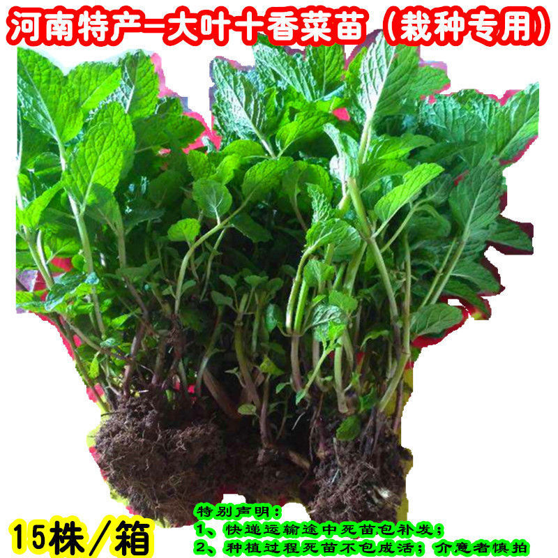 菜苗藿香叶新鲜250g包邮藿香苗 食用藿香叶 五香叶苗 鱼香叶-阿里巴巴