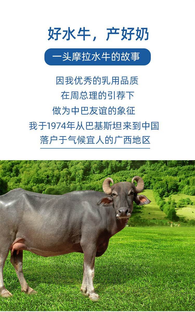厂家直供 生产订制 水牛纯牛奶 10盒装 广西水牛奶纯水牛奶
