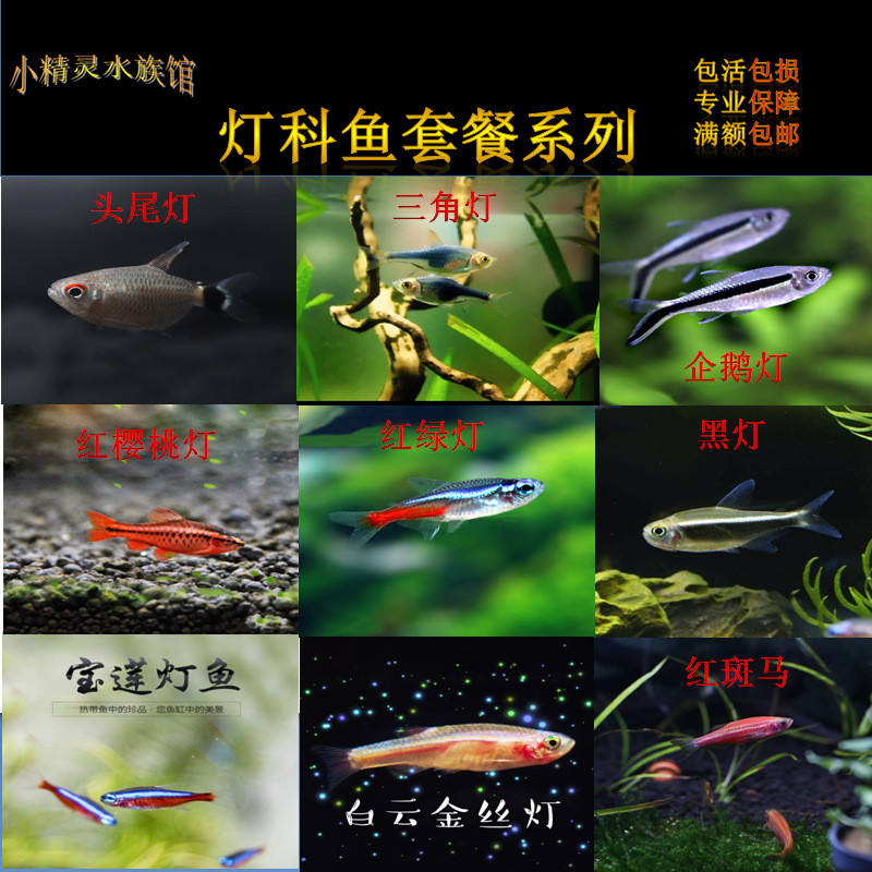 红绿灯灯笼鱼小型灯科鱼热带观赏鱼淡水水族宠物活体鱼包邮包活观