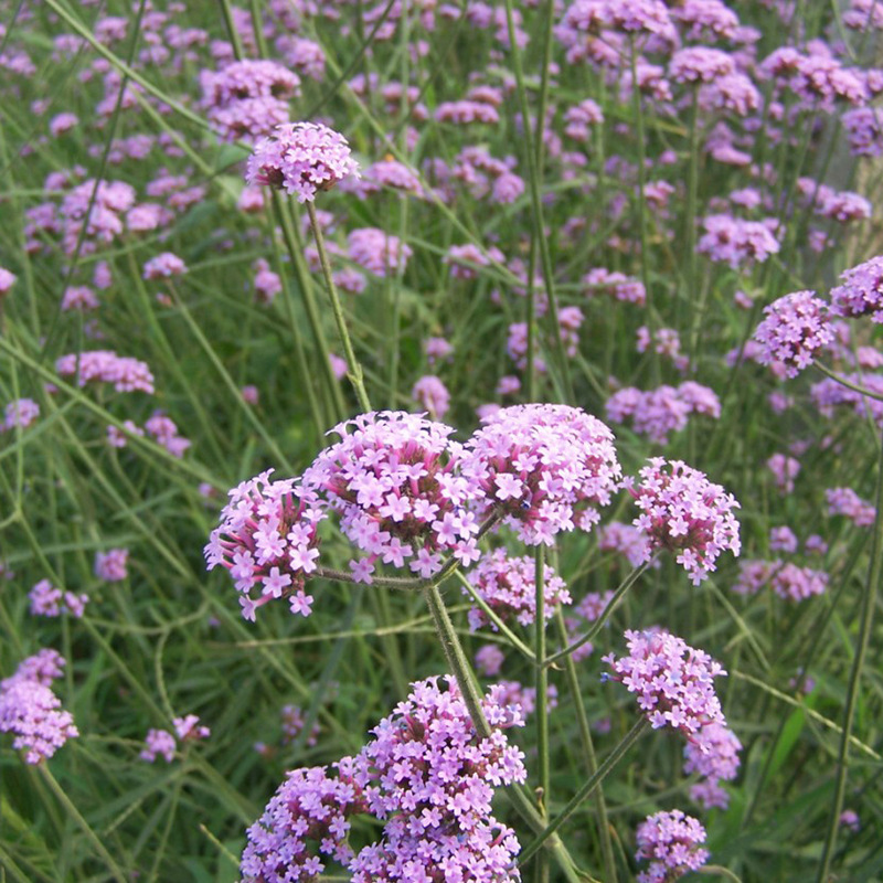 批发批发柳叶马鞭草草本花卉种子马鞭草种子园艺观赏芳香花卉易种