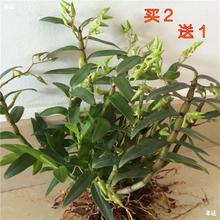 铁皮石斛苗2年苗8-9颗 正宗铁皮石斛盆栽红杆绿植室内种苗包邮