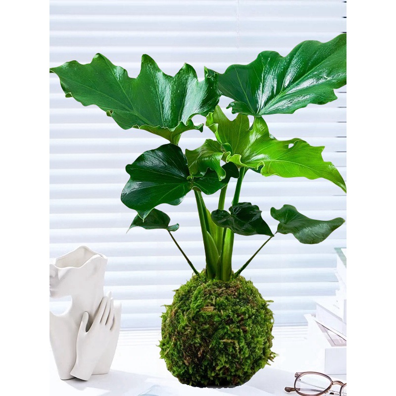 水培春羽苔藓球植物托盘室内办公桌四季好养活喜阴绿植造景小天使