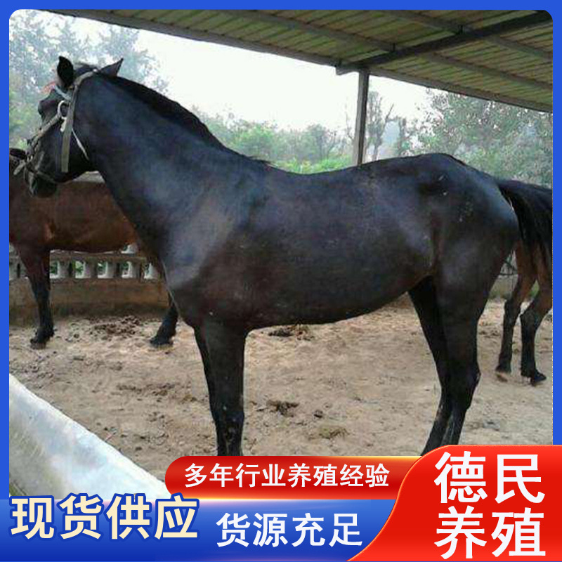大量出售活体马骑乘马 纯血马活体大马匹活体马骑乘马价格-阿里巴巴