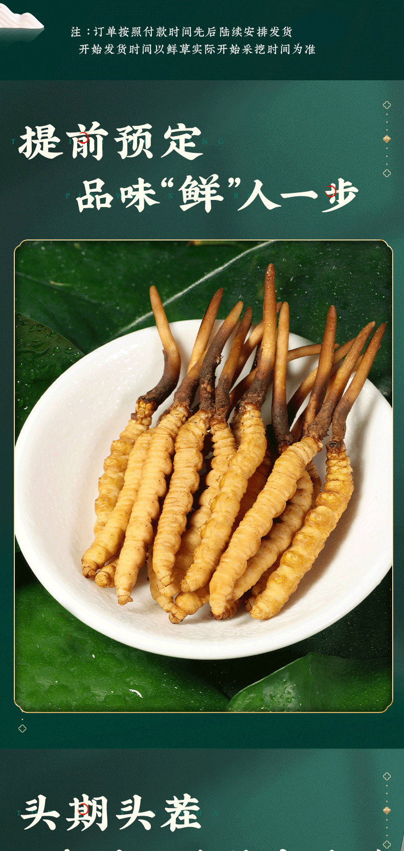 新鲜冬虫夏草高海拔鲜虫草产地直发新鲜虫草支持代发合作联系客服