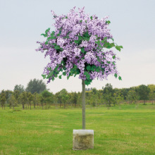 丁香花树苗浓香花卉盆栽室内外庭院绿化风景植物四季开花耐寒好养