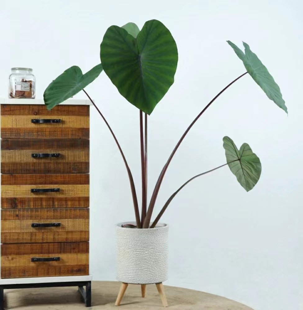 黑魔法海芋耐热多年生四季盆栽庭院气质网红植物苗基地直发观叶