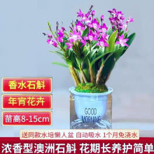 兰花带花苞双色澳洲香水石斛精品名贵发货的品种室内盆栽客厅四季