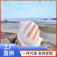 ONM6【】天然贝壳大海螺琴螺卷贝鱼繁殖壳多肉花盆鱼缸装饰品