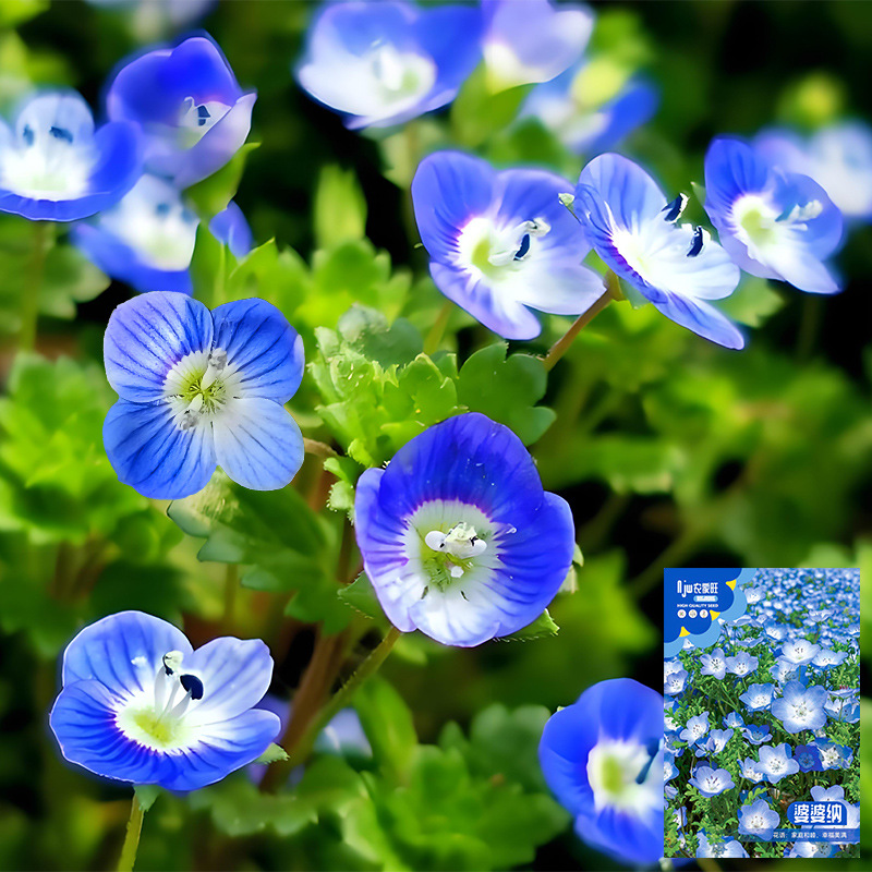 阿拉伯婆婆纳种子肾子草花种籽耐寒四季播花籽花期长盆栽花卉种子