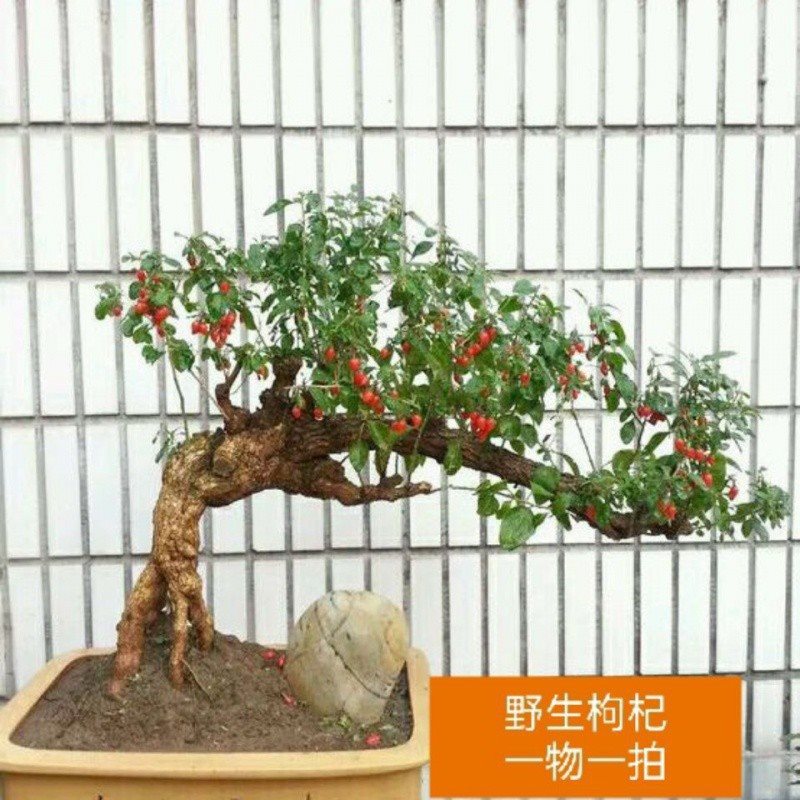 枸杞野生老桩盆景室内观赏植物枸苗园艺观赏盆栽附石盆景奇石根艺