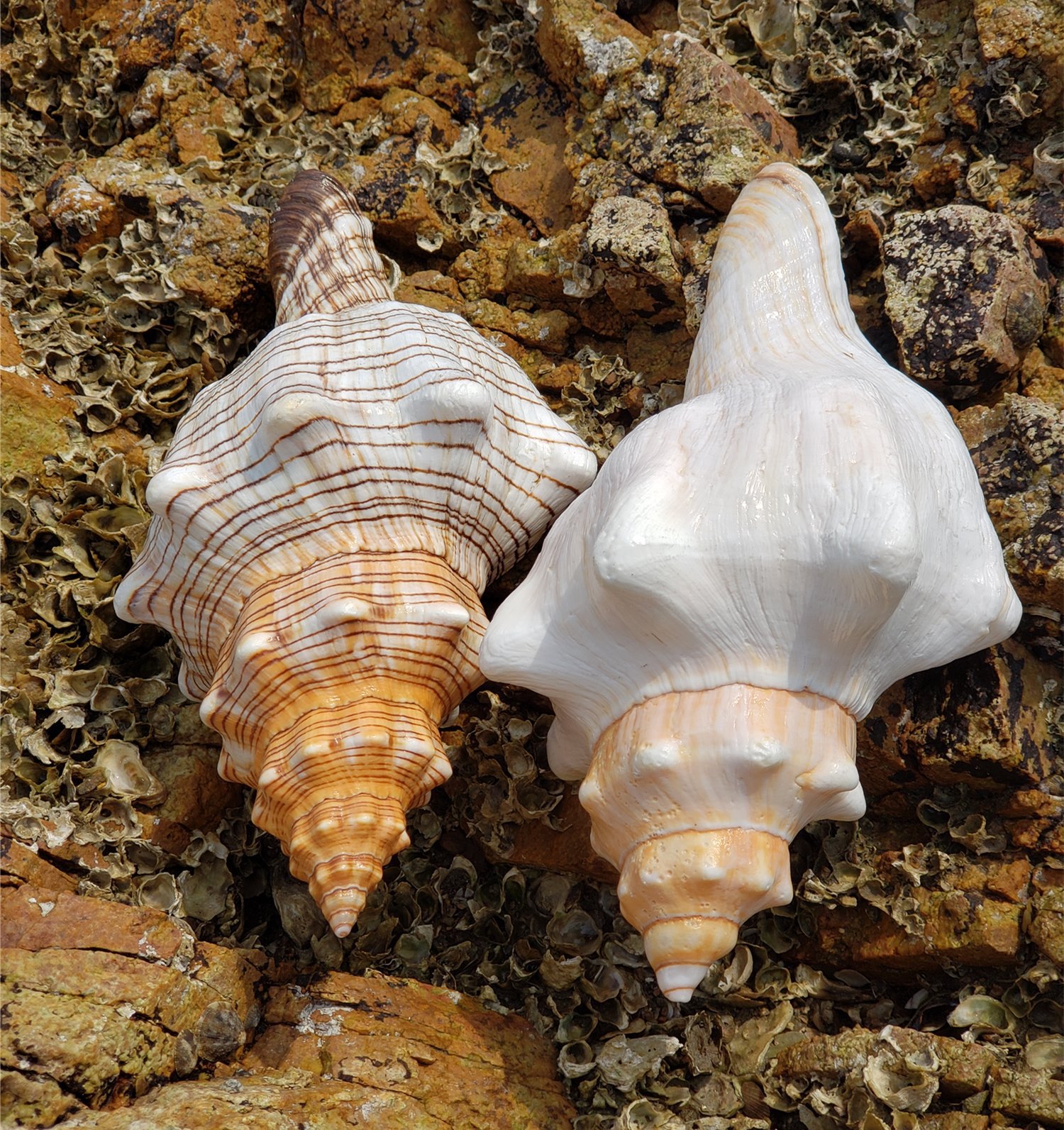 批发天然赤旋螺超大海螺贝壳海星鱼缸造景大海星号角螺居家摆件