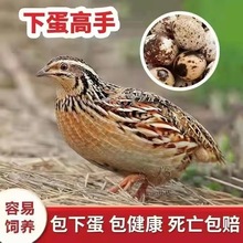 鹌鹑阳台活鹌鹑鹌鹑活鸟苗家宠物活体鸡繁殖小鸡下蛋活物养可养鸡