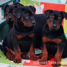 精品川东猎犬虎头犬川东猎犬狩猎型猛犬活体狗户外狩猎犬_阿里巴巴找