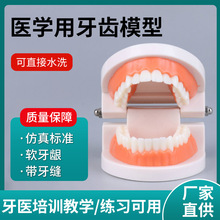 厂家直供 标准牙齿模型 牙科口腔教学器材 幼儿园刷牙练习牙模