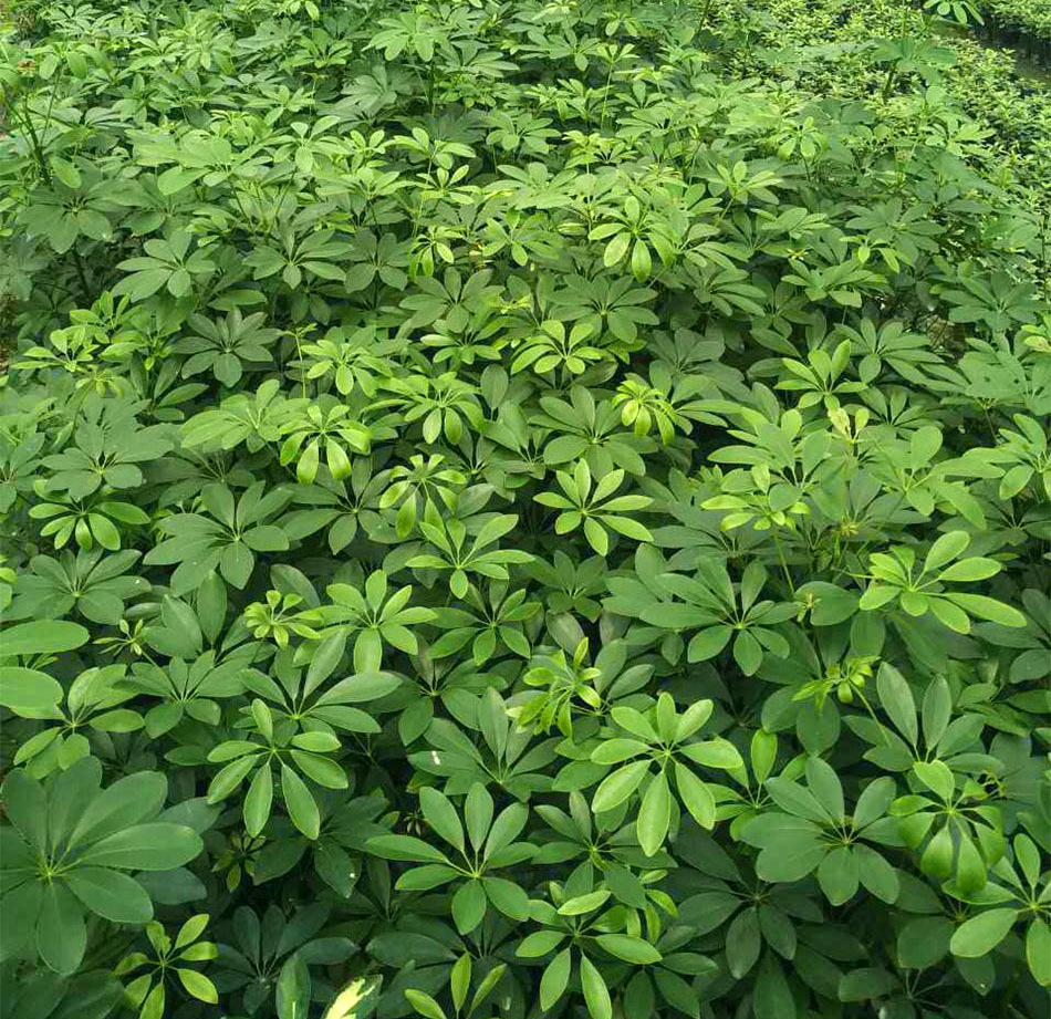 鸭脚木杯苗 鹅掌柴 鸭脚板 园林绿化工程苗木 地被植物 灌木
