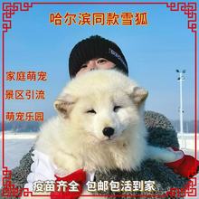 宠物狐狸活体白狐幼崽雪狐冰岛狐养殖家庭饲养小狐狸宠物