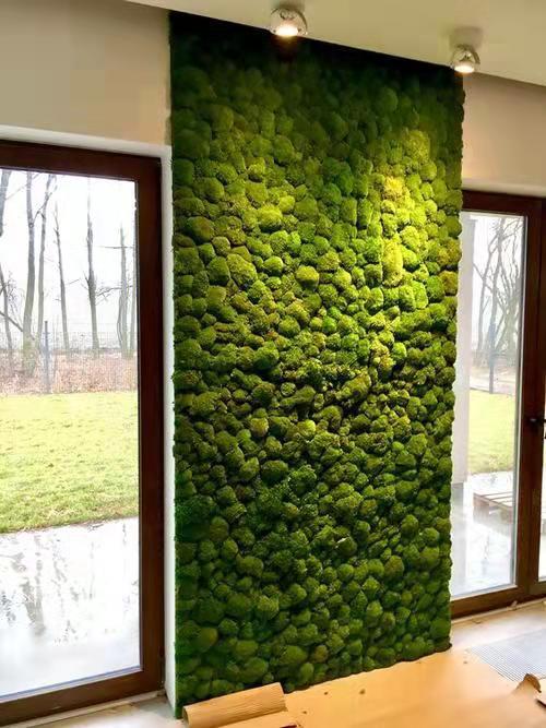 永生苔藓墙块状苔藓白发藓大灰藓苔藓画植物墙绿苔永生花绿墙