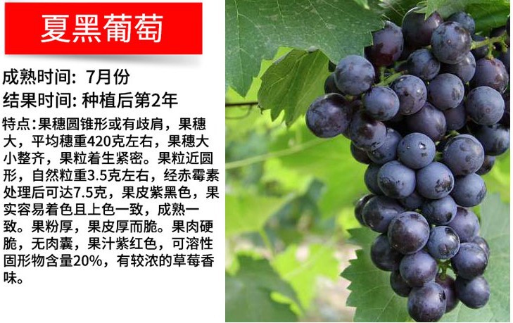 阳光玫瑰葡萄盆栽地栽大巨峰葡萄树苗南方北方种植耐寒葡萄树苗