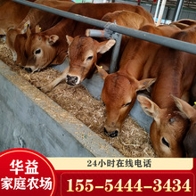 鲁西黄牛牛犊牛苗现货出售西门塔尔肉牛 育肥养殖改良鲁西黄牛