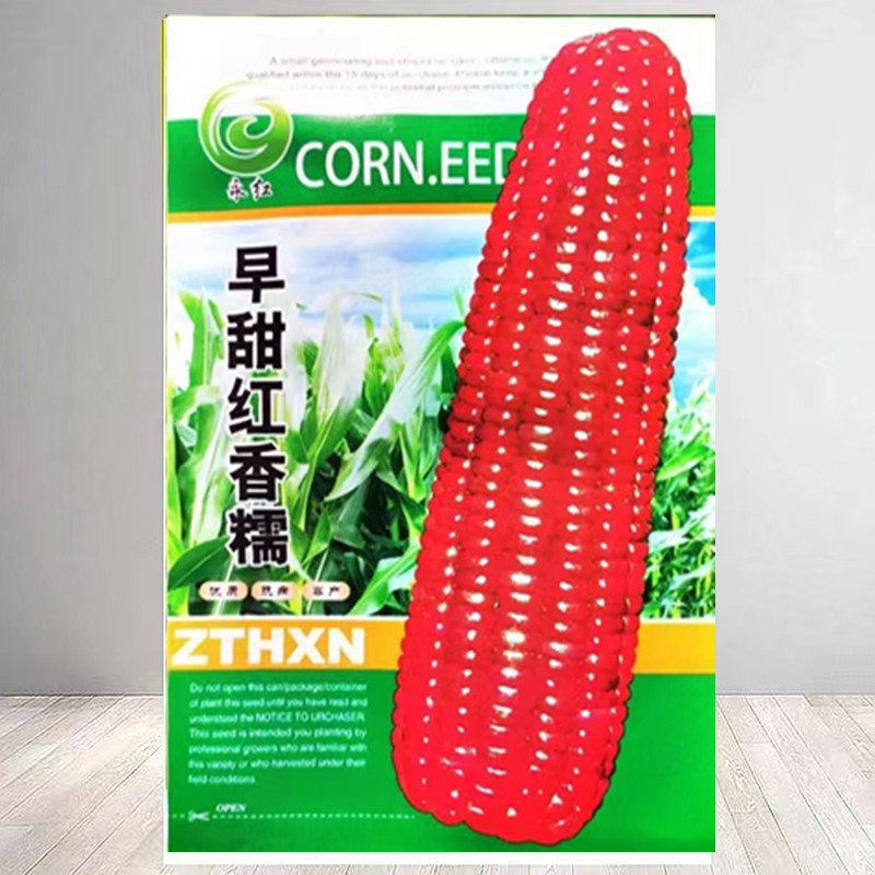 红粘大棒早甜红香糯玉米种子原装非转基因紫红玉米种籽孑粒大皮薄