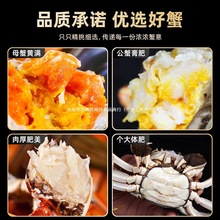 活蟹大闸蟹鲜活螃蟹公母特大海鲜水产六月黄红膏蟹河蟹官方旗舰店