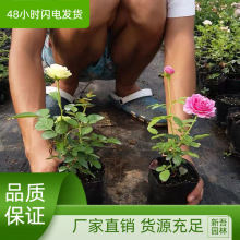 月季小苗爬藤特大花四季开花花卉植物室外藤本爬墙蔷薇盆栽绿化