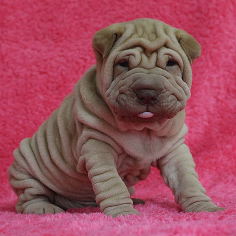 出售纯种沙皮幼犬活体憨厚短腿沙皮犬褶皱斗牛沙皮幼犬活体宠物狗