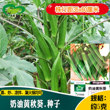 奶油黄秋葵种子 农田菜地庭院蔬菜脆嫩易种植秋葵籽