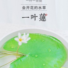 一叶莲碗莲水生花卉水培植物室内阳台四季开花盆栽鱼缸浮生莲花