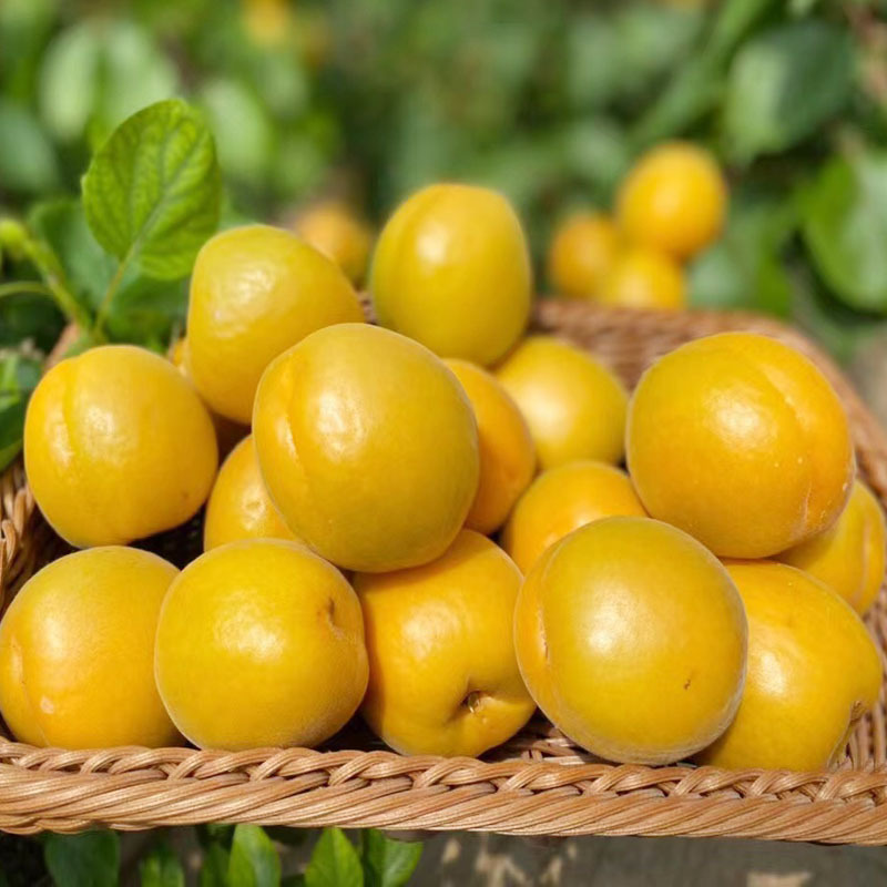 陕西金太阳大黄杏新鲜水果一件代发黄杏