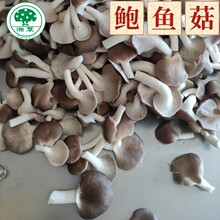 厂家直供湘蕈平菇鲜货保鲜包装500g新鲜鲍鱼菇大量批发 现货