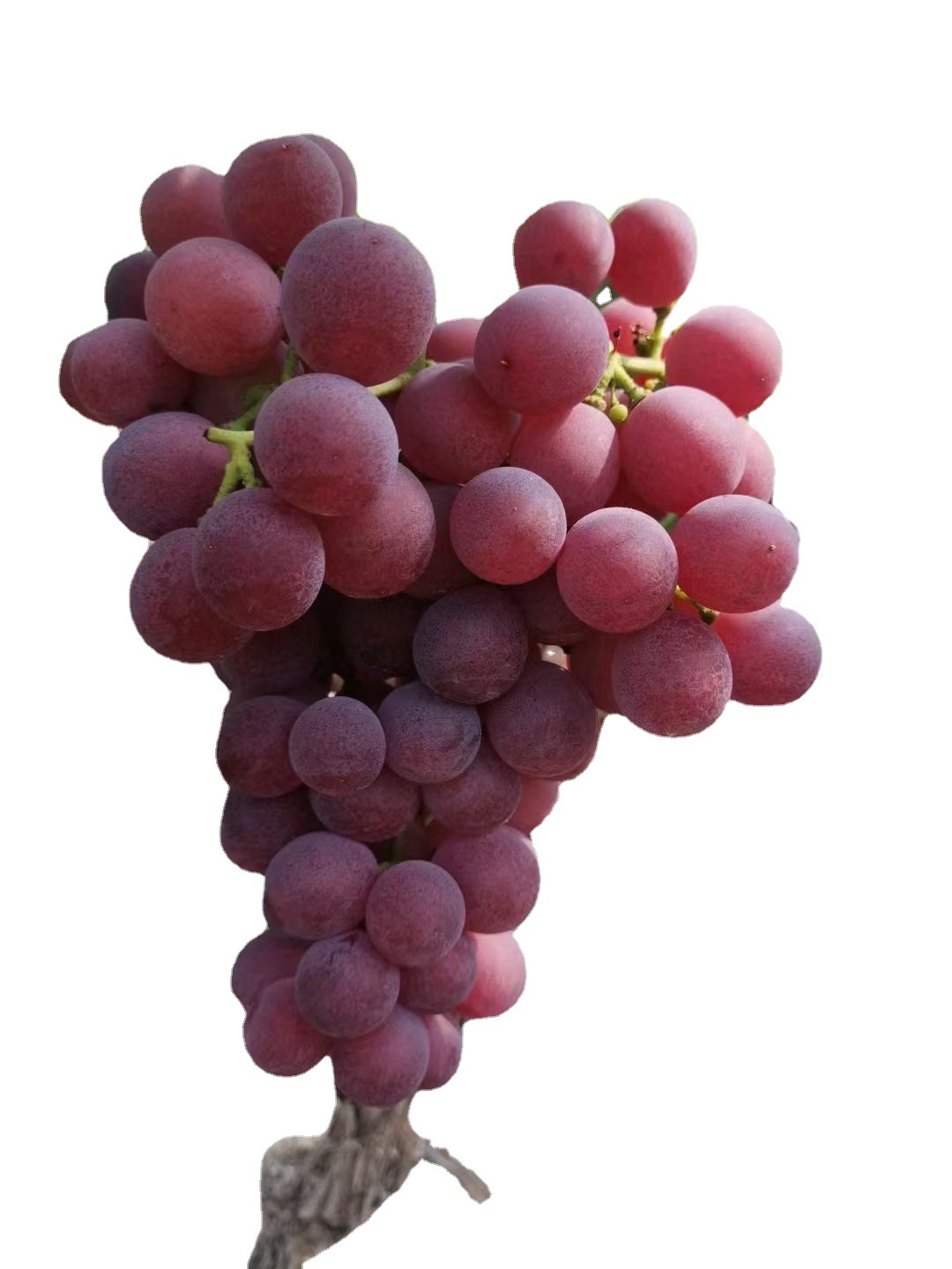 厂家长期提供大红提red grape 欢迎选购 价格美丽