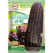 珍珠糯8号黑甜糯玉米种子 杂交高产鲜食黑紫玉米 春秋玉米籽 40克